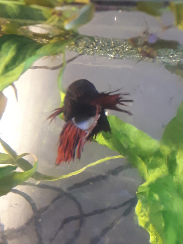 чифтосване