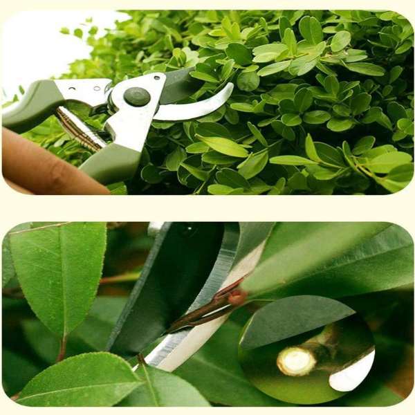 Foarfeca de Gradina 3