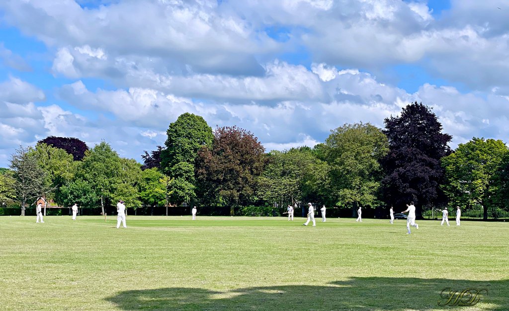 cricket-5-HD.jpg