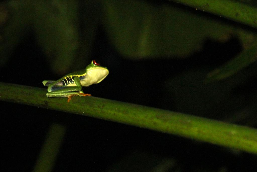 DIA 3: CANALES, COLINAS Y TORTUGAS - DE TORTUGAS Y PEREZOSOS. COSTA RICA 2019 (60)