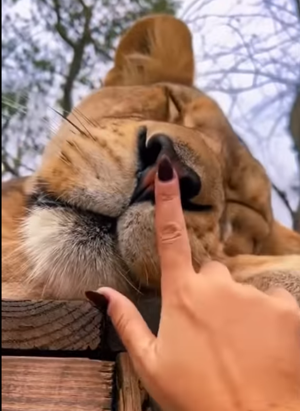boop1