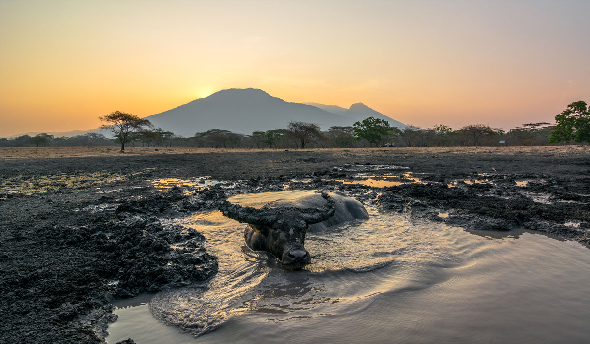 Baluran National Park, Wisata yang Wajib di Kunjungin di Jawa Timur