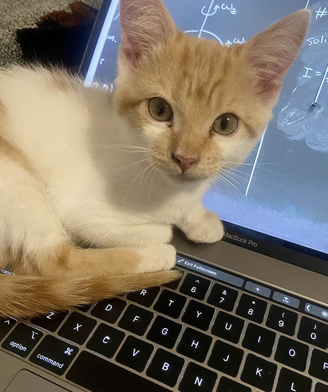 cat sitting on laptop