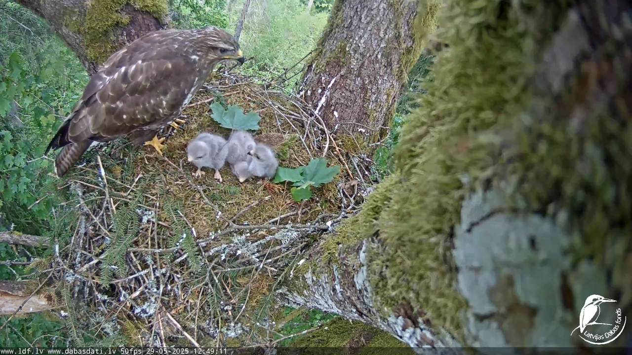 Melnās klijas (Milvus migrans) Kurzemē_ peļu klijāni (Buteo buteo) 15-25-31 screenshot