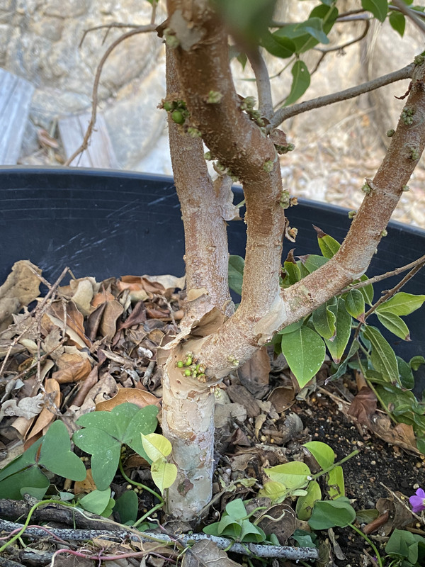 11EFD7F9-5626-444F-92A5-337377E815C8