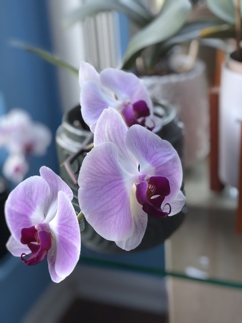 [Image: BC267-C87-434-C-45-F9-B715-8-A92-D40-F2-DCD.jpg]