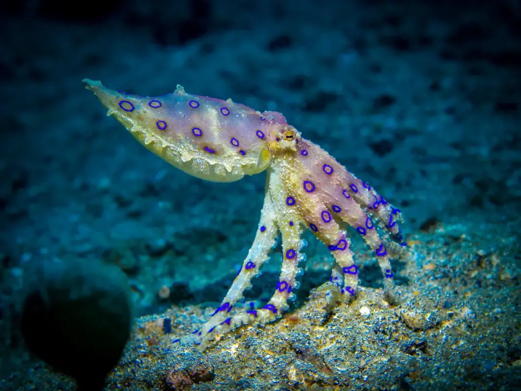 blue-ringed-octopus