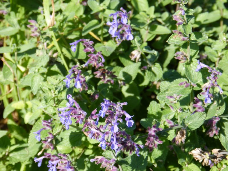 2014-11-01 Novemberblüten 23