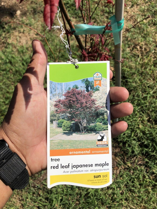 Japanese Red Leaf Maple tree v
