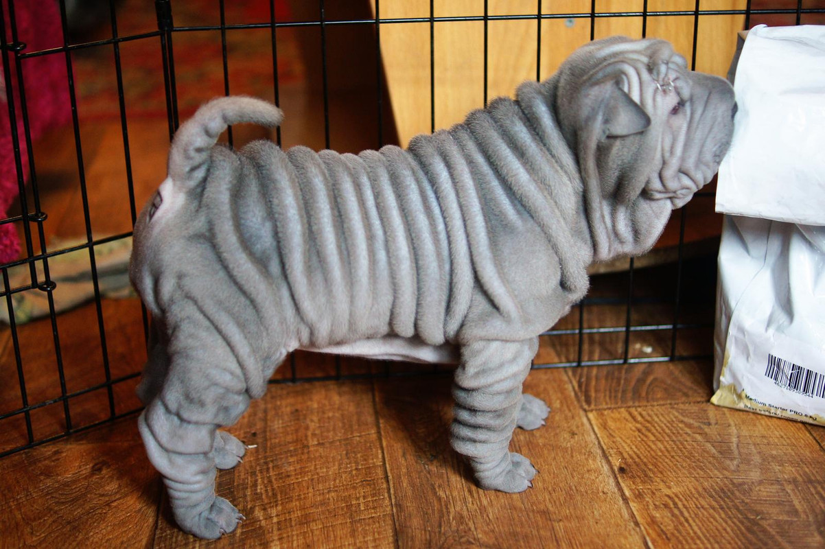 С.О. Трейси Блу Николь