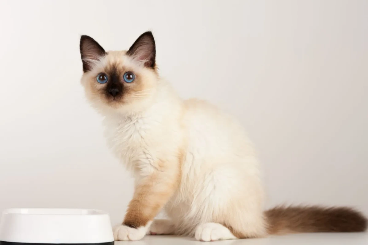 Birman