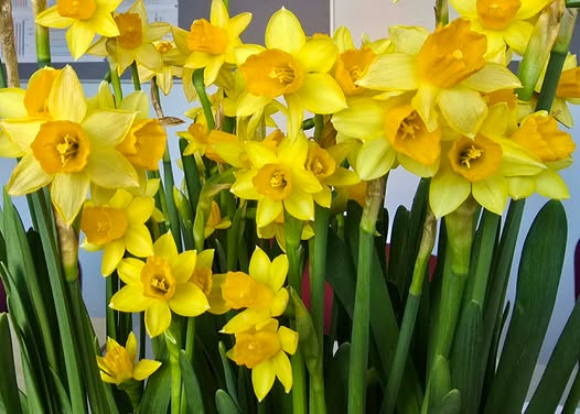 675551814-27791273577141982-4935351710105134034-n