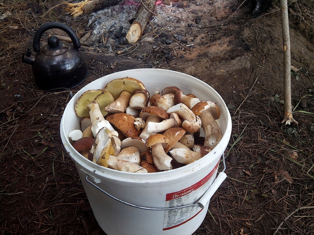 Грибалка 10-12.07.15 г 10