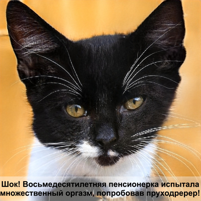 как подружить двух взрослых кошек