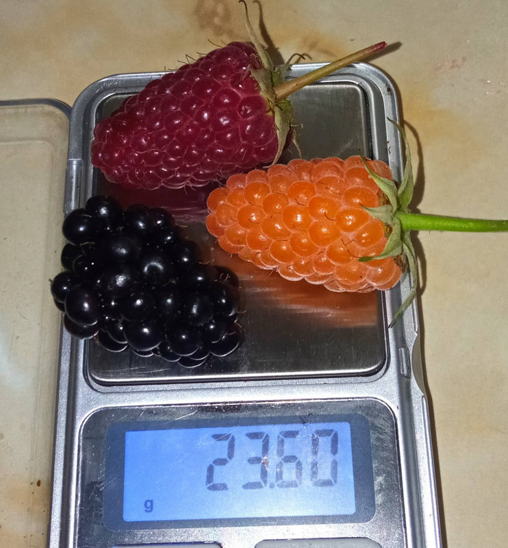 Малина и ежевика 2022-07-14