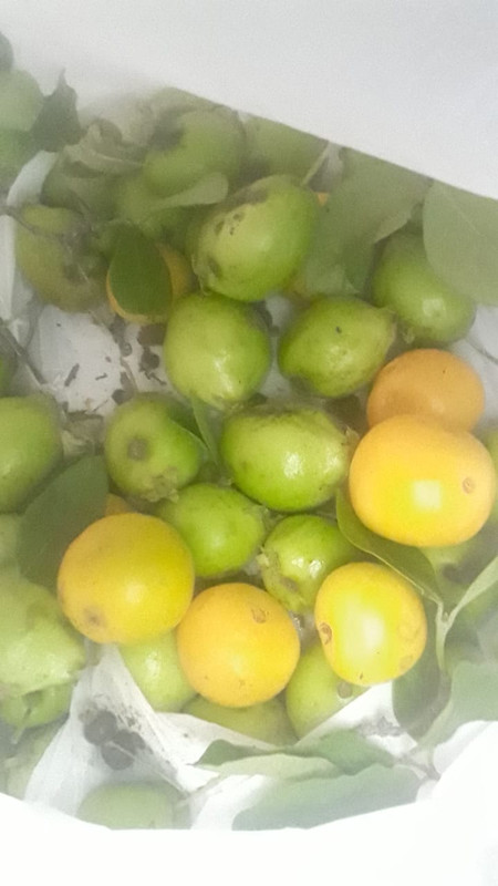 WhatsApp Image 2020-12-20 at 00.10.00 (32)