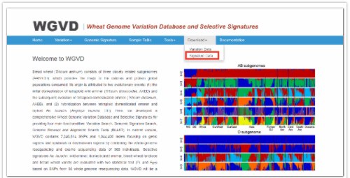小麦基因组变异与选择信号数据库-7.png