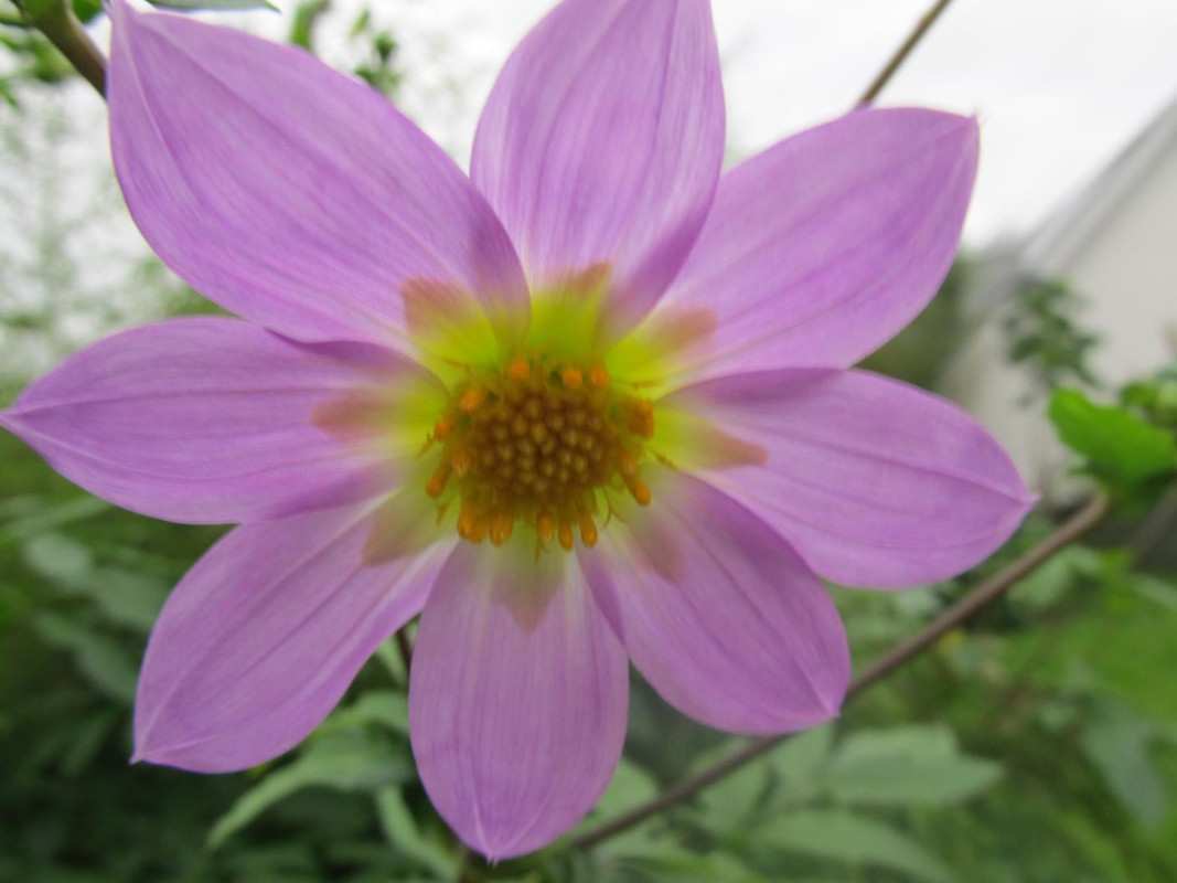 Dahlia tamaulipana 2022