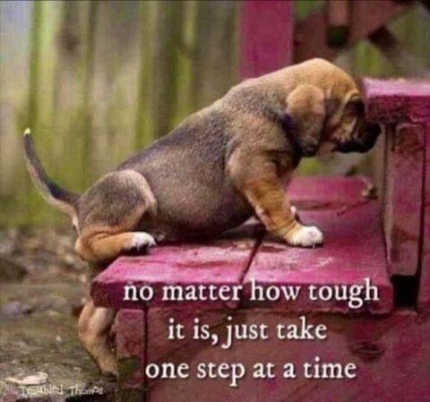 Dog-One-Step-at-a-time