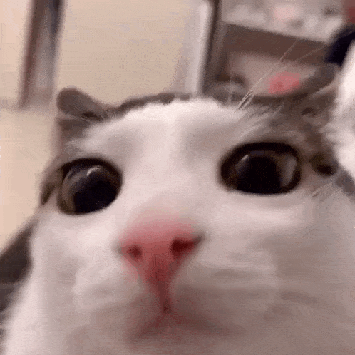 plink-cat-luna-cat.gif