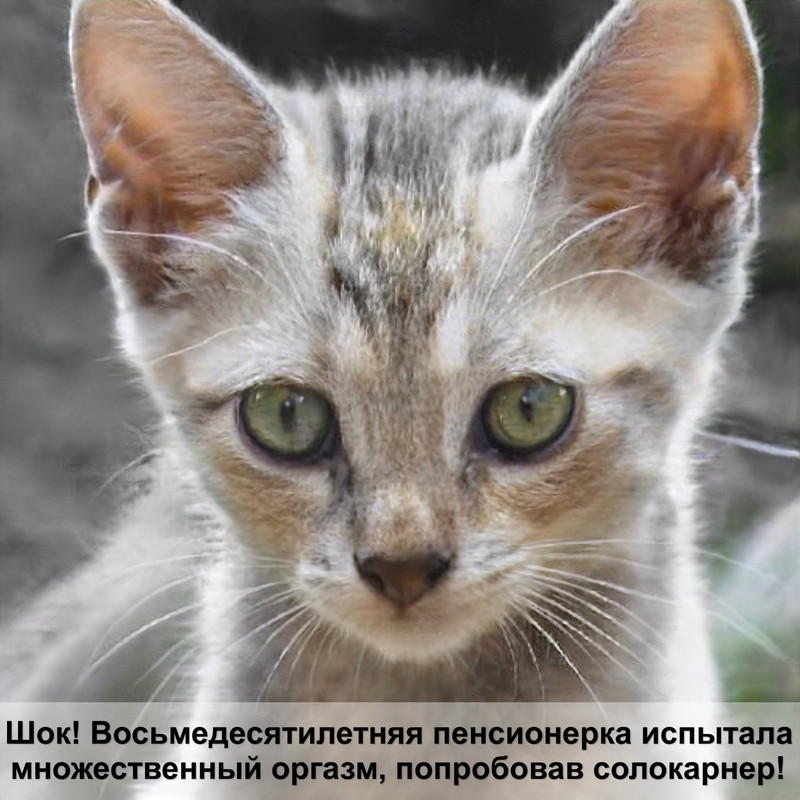 у кошки покраснел глаз