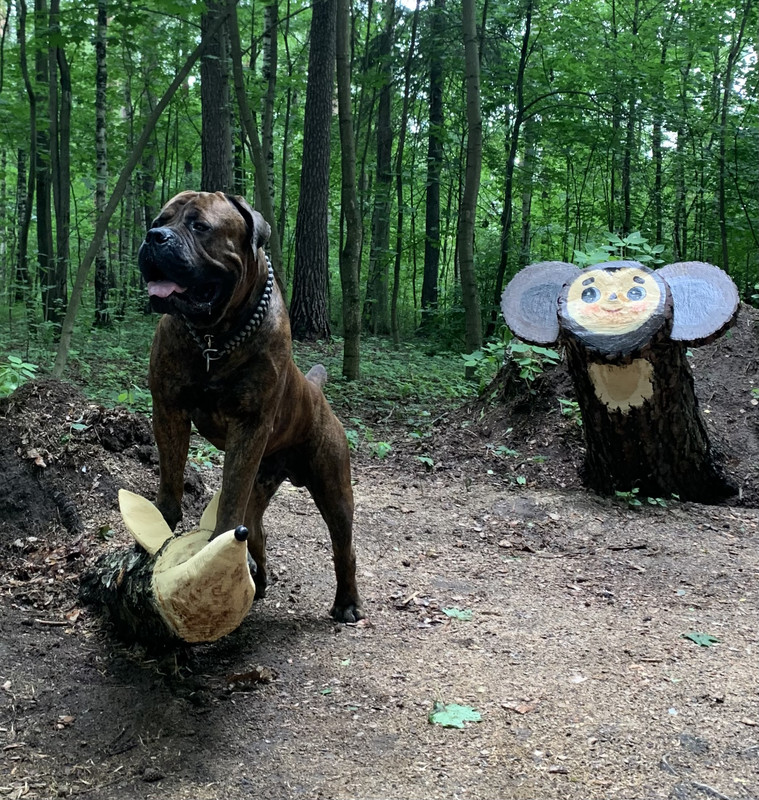 https://i.postimg.cc/T1zMgcnd/IMG-0992.jpg