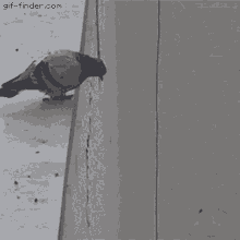 pigeon-falling-matvey.gif
