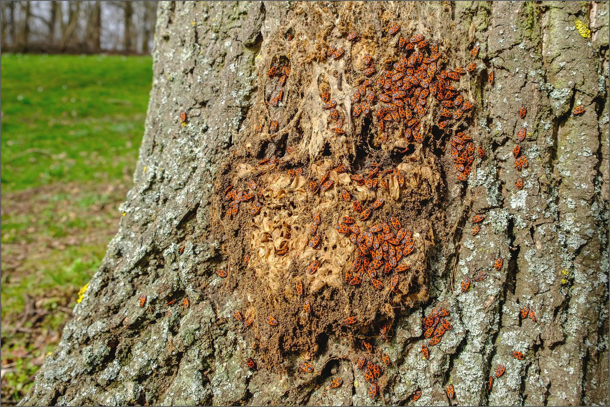 0XT24218 2020 SB Rodenhof  LR ERWZ FB