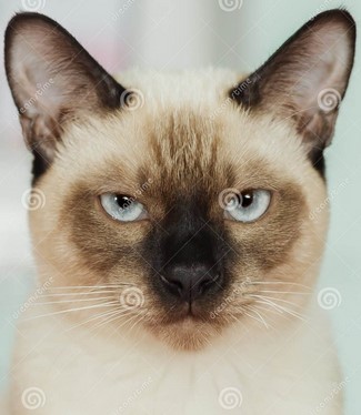 siamese.jpg