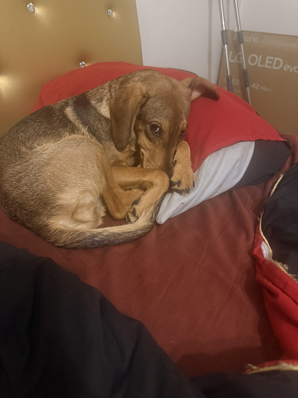 IMG f86ebf011560806e9f04fa0098bf25a0 V