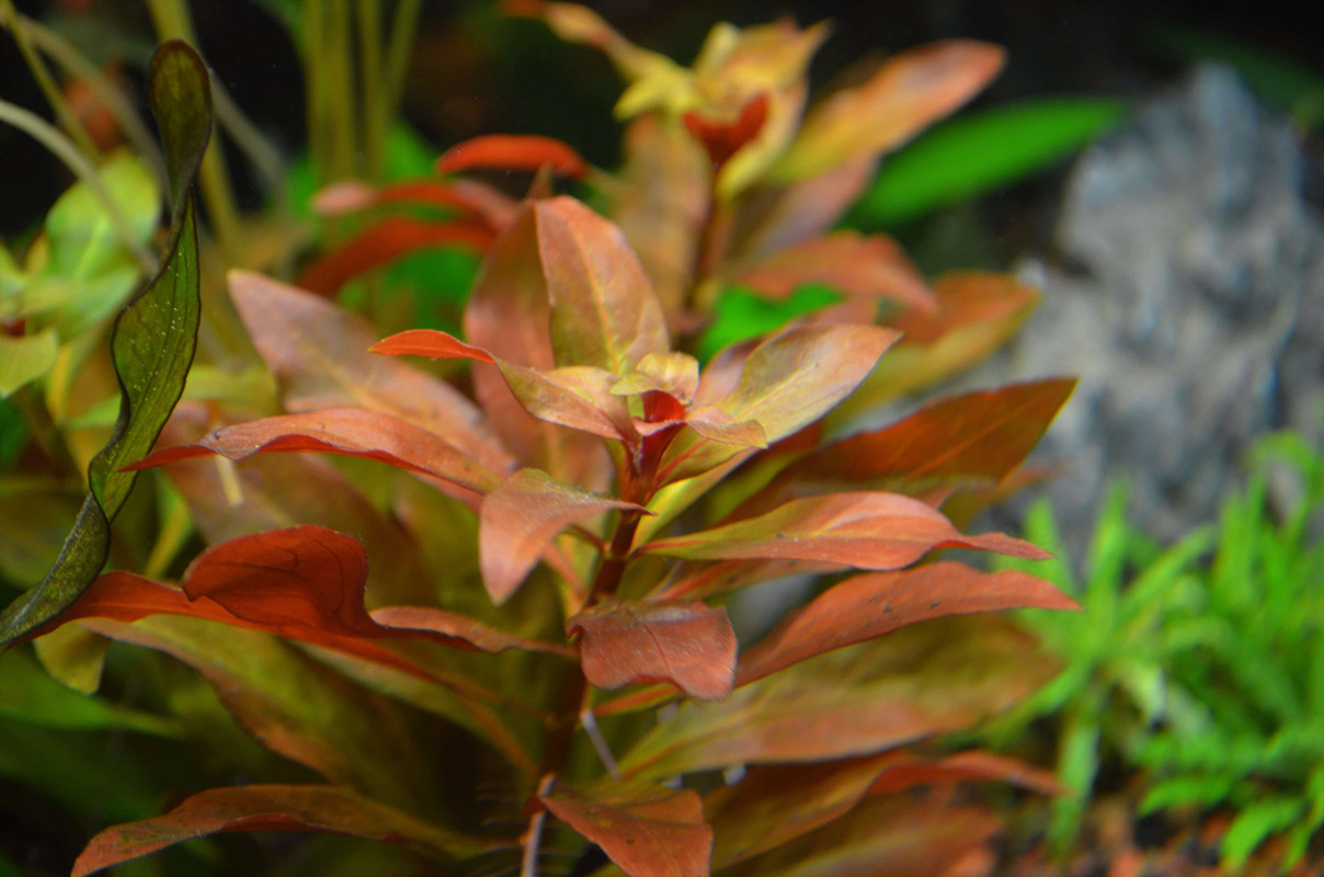 Ludwigia glandulosa (ex perennis)