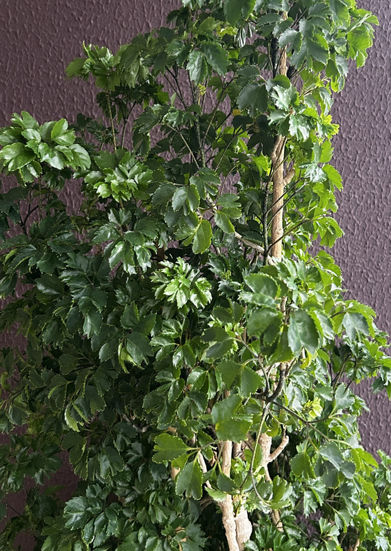 Descrição da imagem