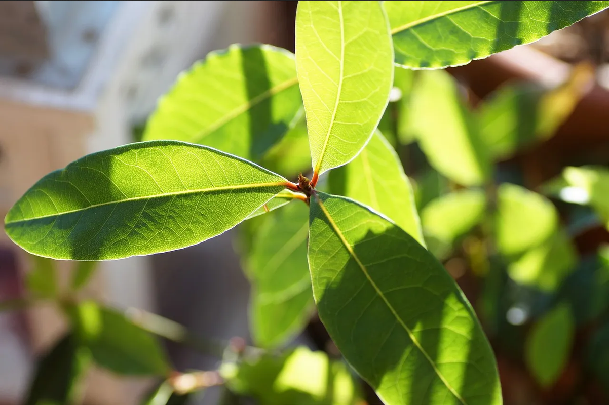 ¿Qué pasa si metes hojas de laurel en el refrigerador?