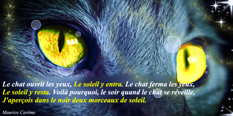 https://i.postimg.cc/T20sHpsy/le-chat-et-le-soleil-png.png