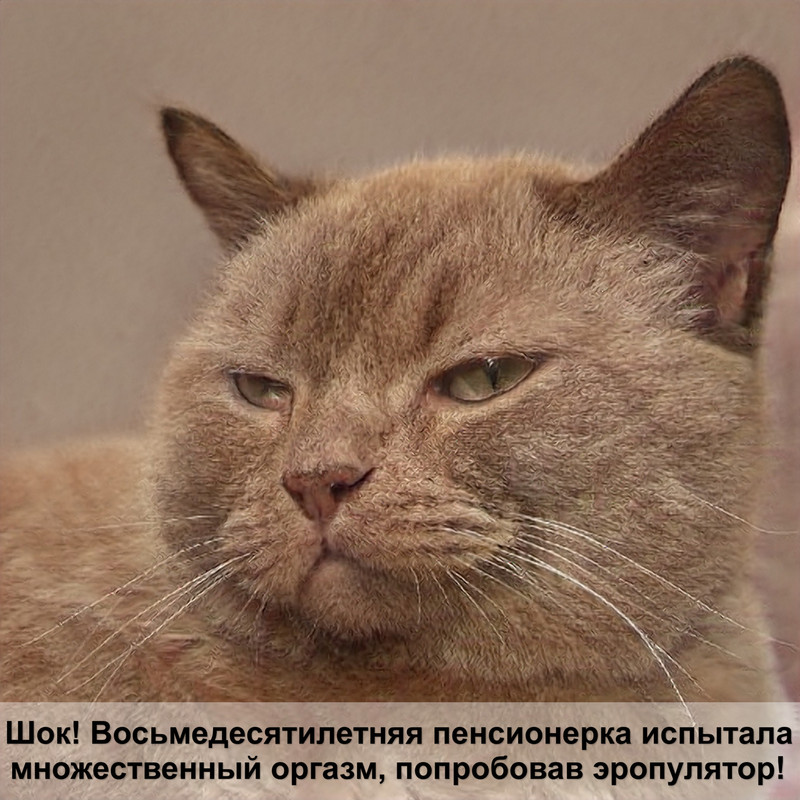 3 года коту по человеческим меркам