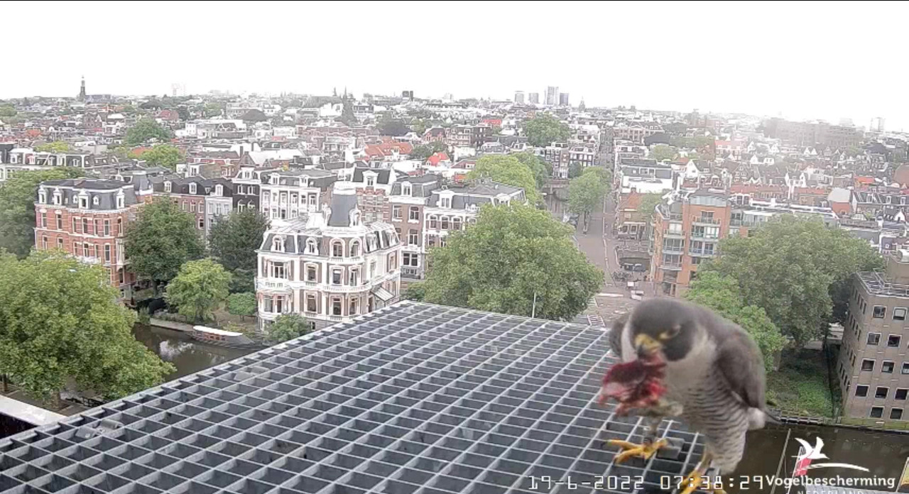 Amsterdam/Rijksmuseum screenshots © Beleef de Lente/Vogelbescherming Nederland - Pagina 29 Video-2022-06-19-074045-Moment-3