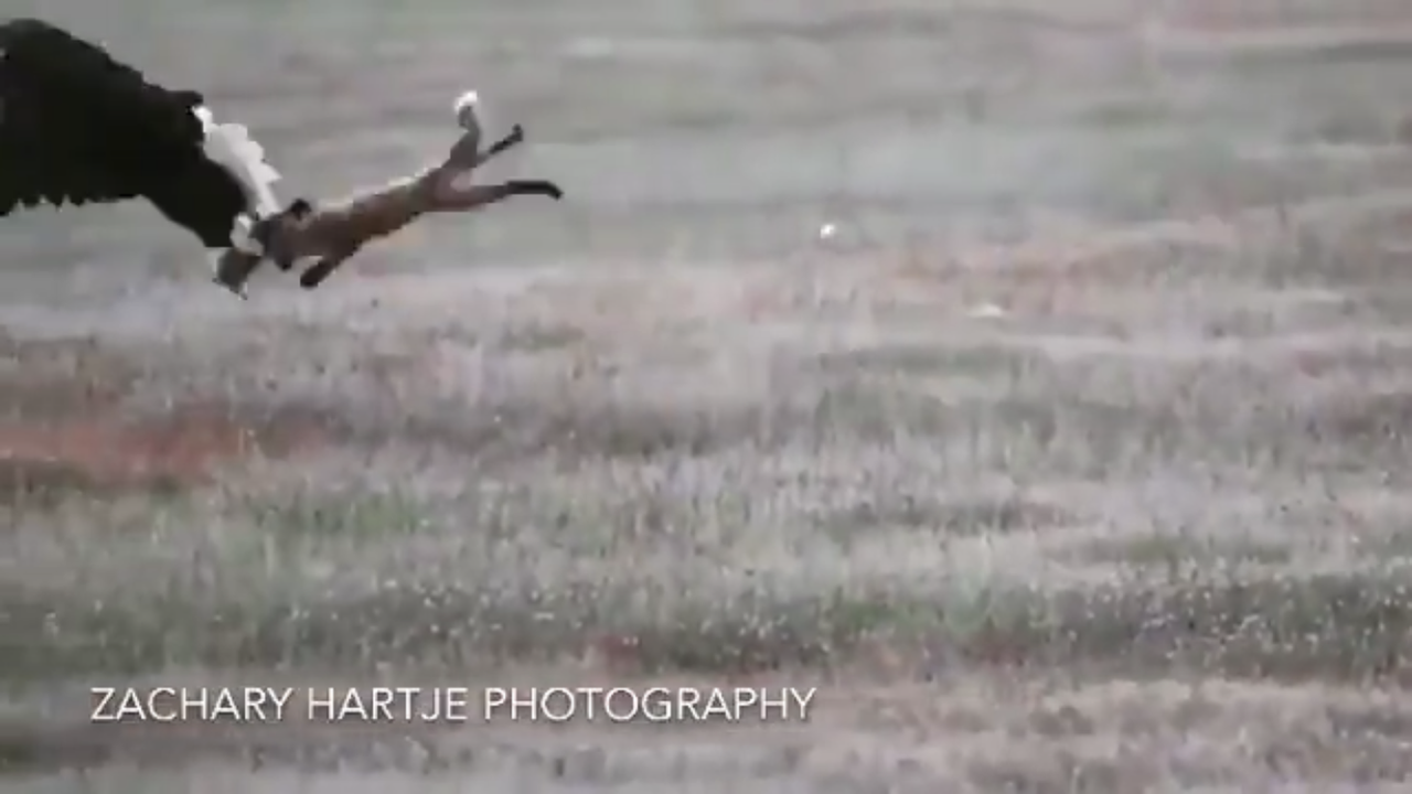 972-D991-D-1339-4680-B099-687-C64984348.