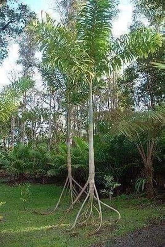 Ходеща палма (Socratea exorrhiza) - БЪЛГАРСКИЯТ ПАЛМФОРУМ | THE PALMFORUM  OF BULGARIA