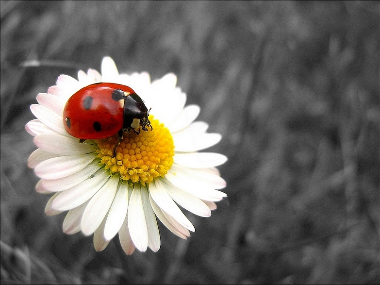 Macro-nature-14.jpg