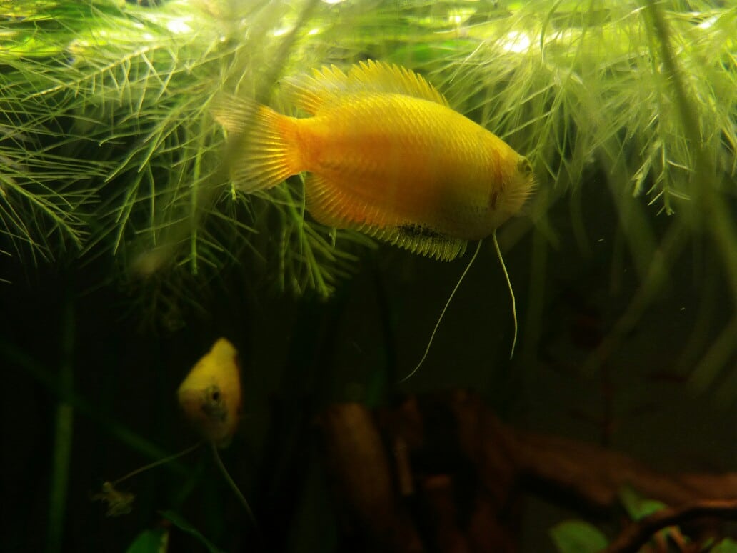 20161113_203705-1032x774