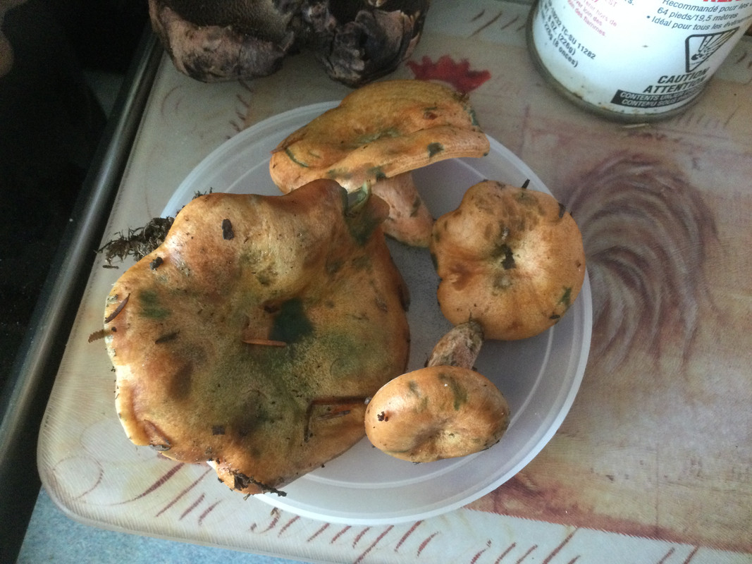 A8FCA699-ADC2-42EB-8268-53544C354B70