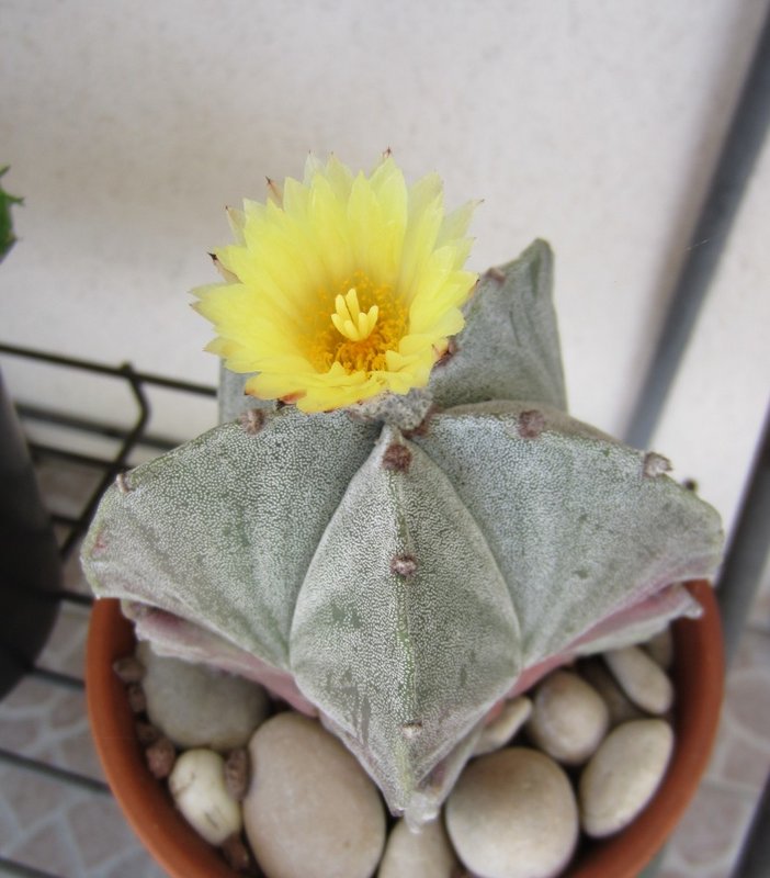 Petites floraisons du moment... Astrophytum-myriostigma003