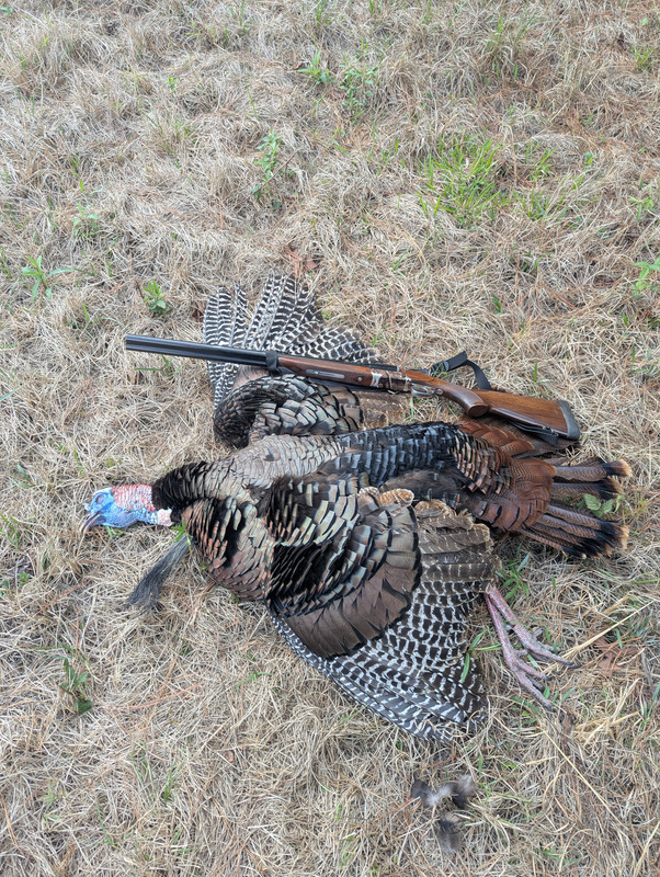 [Linked Image from i.postimg.cc]