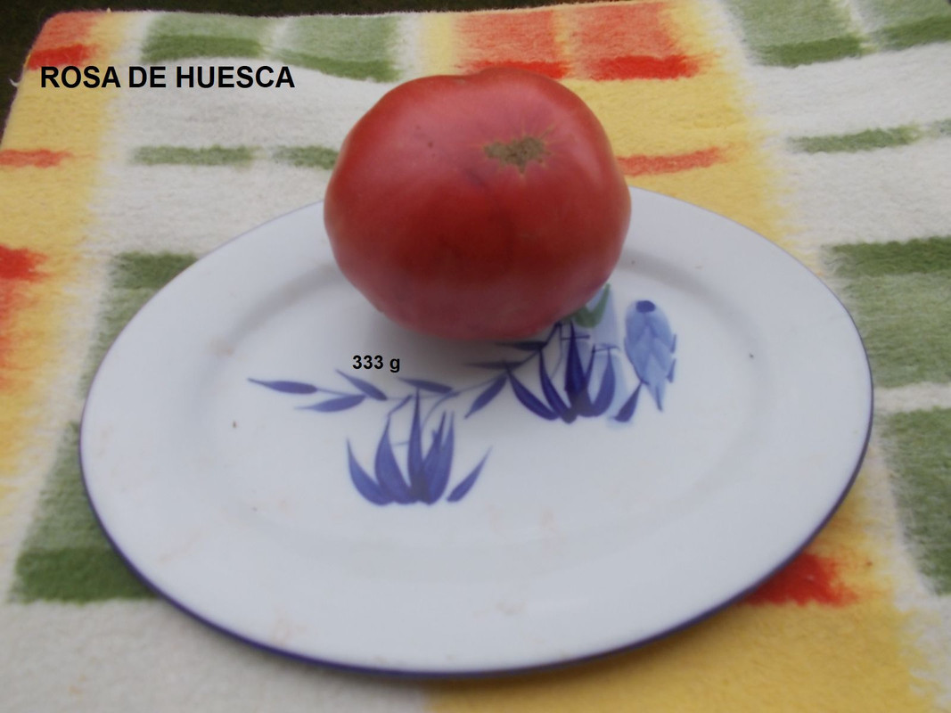 DSCN4059Rosa de Huesca