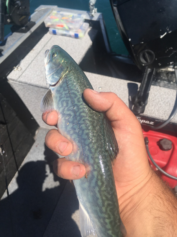 E6F306CD-5DB8-40A4-8B9B-140BCC1E1D73