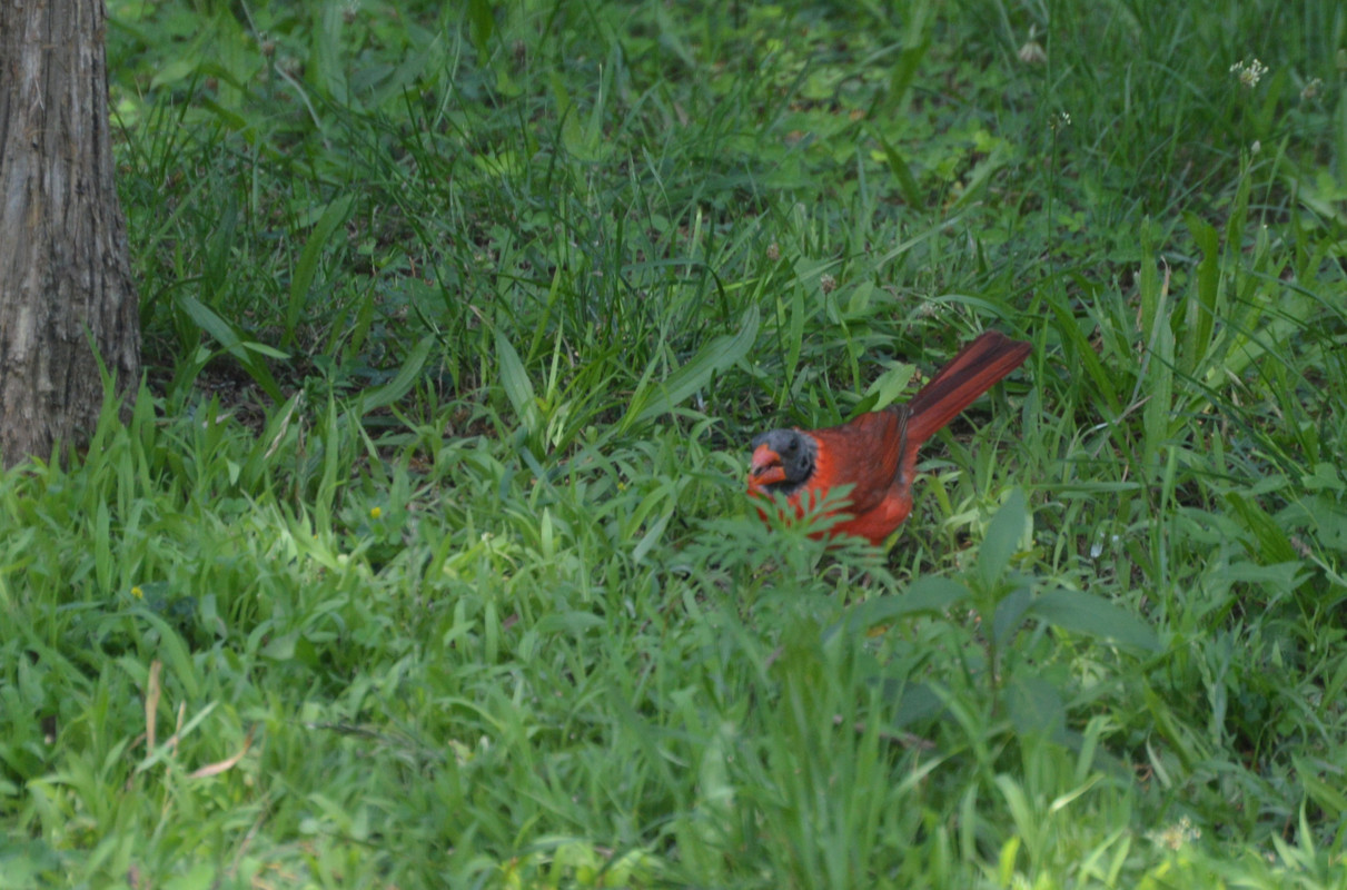 2021-7-4 Mutant Cardinal (1)