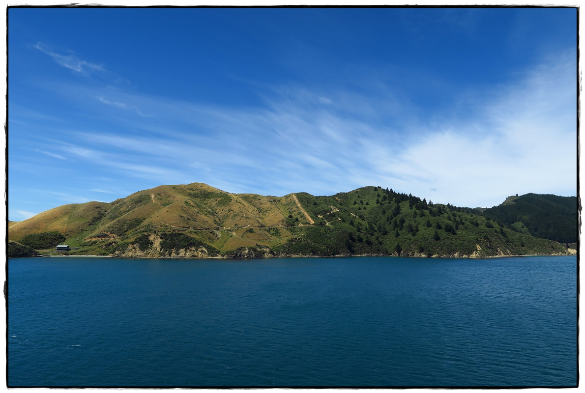 Escapadas y rutas por la Nueva Zelanda menos conocida - Blogs de Nueva Zelanda - Escapada a Picton (diciembre 2017): Queen Charlotte Track (4)