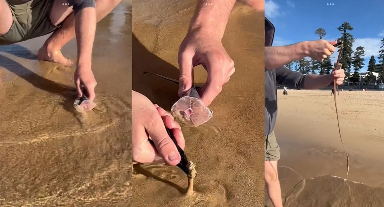 Gusano gigante es descubierto bajo la arena de una playa en Australia: video