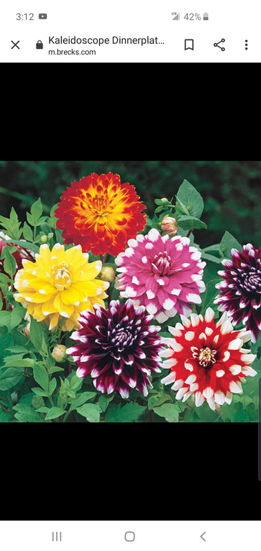 Screenshot_20191202-151248_Chrome