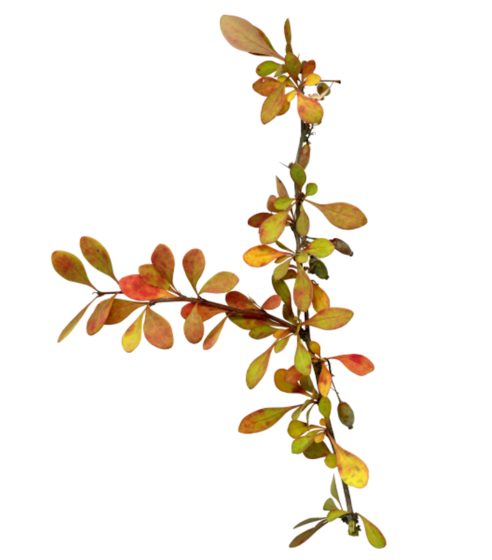 IPD_AH_Element (145)